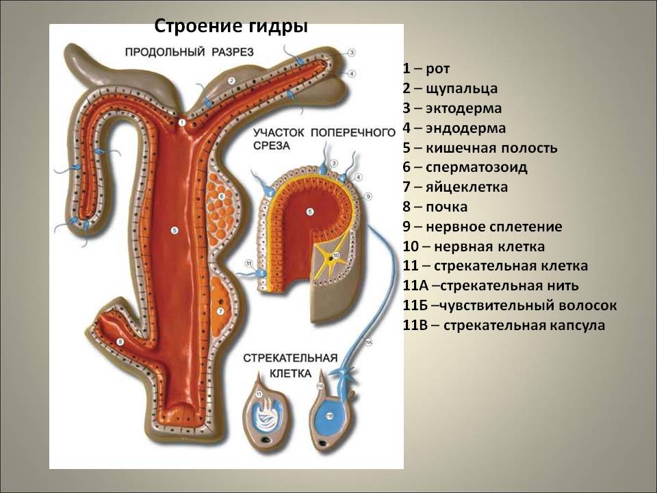 Кракен черный сайт